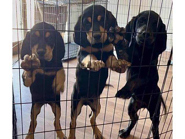 Coonhound/golden retriever mix puppies