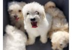 5 Cotton de Tulear puppies for sale