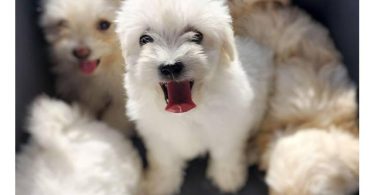 5 Cotton de Tulear puppies for sale