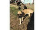 Daniff puppies for sale