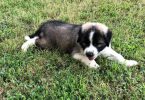 Pyrenees and Anatolian Shepherd mix