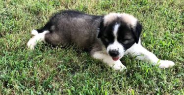 Pyrenees and Anatolian Shepherd mix