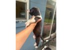 4 female pit puppies ready for new homes!