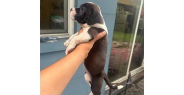 4 female pit puppies ready for new homes!