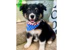 8 weeks old Aussie puppies