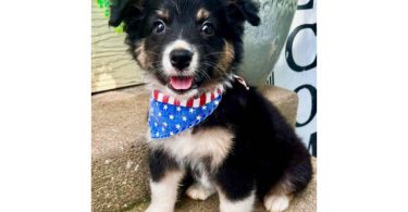 8 weeks old Aussie puppies