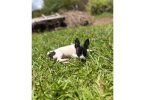 Sweet little Toy Rat Terrier puppy