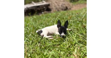 Sweet little Toy Rat Terrier puppy