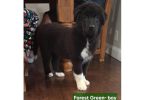 Newfoundland x Malamute puppies