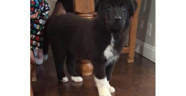 Newfoundland x Malamute puppies