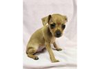 2 AKC Miniature Pinscher puppies for sale