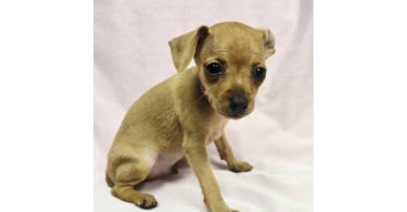2 AKC Miniature Pinscher puppies for sale