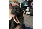 3 mini schnauzer mix puppies