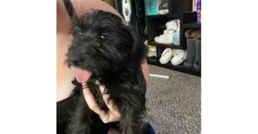 3 mini schnauzer mix puppies