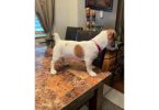 4 Jack Russell Terrier puppies available