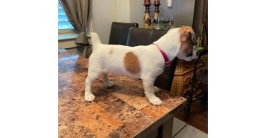 4 Jack Russell Terrier puppies available
