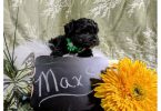 YORKIE POO
