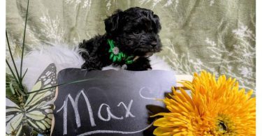 YORKIE POO