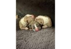 7-week-old Pit Bull puppies