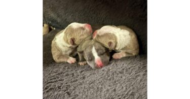7-week-old Pit Bull puppies