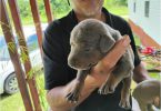 3 American Doberman blue and fawn puppies