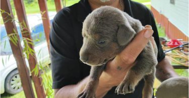3 American Doberman blue and fawn puppies