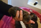 Miniature Dachshund Puppies – Chocolate & Dapple