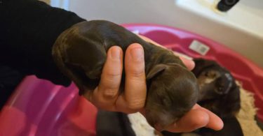 Miniature Dachshund Puppies – Chocolate & Dapple