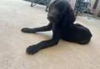 3 months old Goldador pups