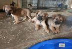 Tibetan Spaniel x Shiba Inu Terrier puppies