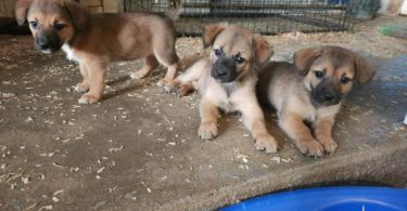 Tibetan Spaniel x Shiba Inu Terrier puppies
