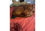 5-month-old chocolate female Shar Pei puppy