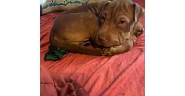 5-month-old chocolate female Shar Pei puppy