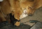 Purebred Chow Chow puppies