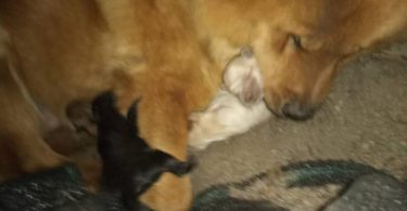 Purebred Chow Chow puppies