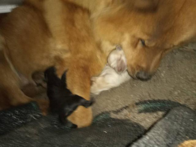 Purebred Chow Chow puppies