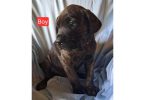 3 Mastiff Rottweiler mix puppies for sale