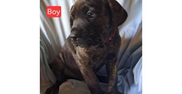 3 Mastiff Rottweiler mix puppies for sale