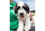 8 weeks old St. Berdoodle puppies