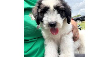 8 weeks old St. Berdoodle puppies