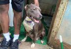 Razor Edge X Eli Pitbull puppies