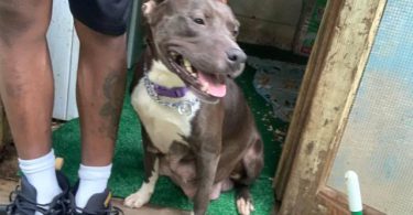 Razor Edge X Eli Pitbull puppies