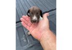 7 German Shorthaired Pointer puppies