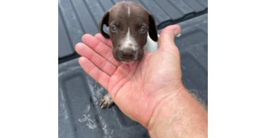 7 German Shorthaired Pointer puppies