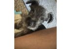 Chihuahua Schnauzer mix puppies