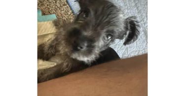Chihuahua Schnauzer mix puppies