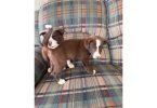 2 Border Collie male puppies
