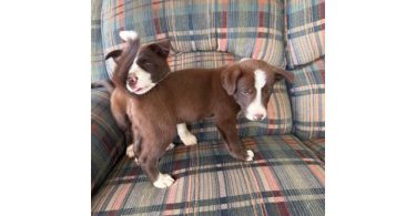 2 Border Collie male puppies