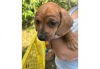 Miniature Dachshund puppies