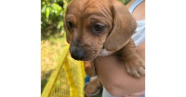 Miniature Dachshund puppies